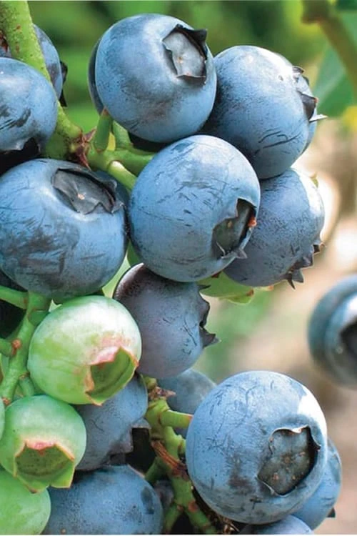 Misty Southern Highbush Blueberry - 3 Gallon Pot 3 Misty Southern Highbush Blueberry - 3 Gallon Pot