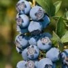 Star Southern Highbush Blueberry - 3 Gallon Pot 1 Star Southern Highbush Blueberry - 3 Gallon Pot -Stylish Garden Plant Store Blueverry Southern Highbush Star 500x750 1
