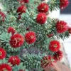 Little John Dwarf Red Bottlebrush (Callistemon Citinus) - 3 Gallon Pot 2 Little John Dwarf Red Bottlebrush (Callistemon Citinus) - 3 Gallon Pot -Stylish Garden Plant Store Bottlebrush Little John 3
