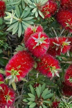 Little John Dwarf Red Bottlebrush (Callistemon Citinus) - 3 Gallon Pot -Stylish Garden Plant Store Bottlebrush Little John 4