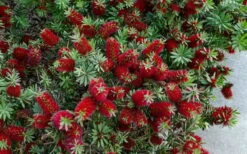 Little John Dwarf Red Bottlebrush (Callistemon Citinus) - 3 Gallon Pot -Stylish Garden Plant Store Bottlebrush Little John 7