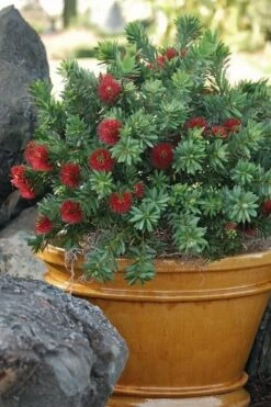 Little John Dwarf Red Bottlebrush (Callistemon Citinus) - 3 Gallon Pot -Stylish Garden Plant Store Bottlebrush Little John 9