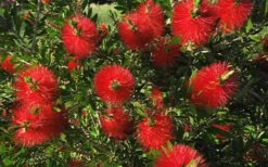 Scarlet Compacta Bottlebrush - Callistemon - 3 Gallon Pot -Stylish Garden Plant Store Bottlebrush Scarlet Compacta 2