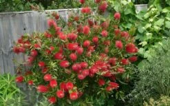Scarlet Compacta Bottlebrush - Callistemon - 3 Gallon Pot -Stylish Garden Plant Store Bottlebrush Scarlet Compacta