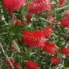Scarlet Compacta Bottlebrush - Callistemon - 3 Gallon Pot -Stylish Garden Plant Store Bottlebrush Scarlet Compacta 500x750 1