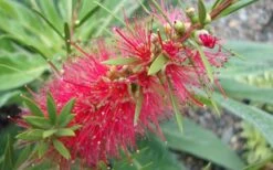 Woodlanders Cold Hardy Red Bottlebrush - Callistemon - 1 Gallon Pot -Stylish Garden Plant Store Bottlebrush Woodlanders Hardy 1