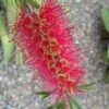 Semmes Cold Hardy Red Bottlebrush - Callistemon - 3 Gallon Pot 2 Semmes Cold Hardy Red Bottlebrush - Callistemon - 3 Gallon Pot -Stylish Garden Plant Store Bottlebrush Woodlanders Hardy Red 10