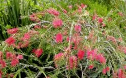 Semmes Cold Hardy Red Bottlebrush - Callistemon - 3 Gallon Pot -Stylish Garden Plant Store Bottlebrush Woodlanders Hardy Red 17