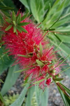 Woodlanders Cold Hardy Red Bottlebrush - Callistemon - 3 Gallon Pot -Stylish Garden Plant Store Bottlebrush Woodlanders Hardy Red 20 1