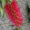 Woodlanders Cold Hardy Red Bottlebrush - Callistemon - 1 Gallon Pot -Stylish Garden Plant Store Bottlebrush Woodlanders Hardy Red 21