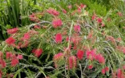 Woodlanders Cold Hardy Red Bottlebrush - Callistemon - 3 Gallon Pot -Stylish Garden Plant Store Bottlebrush Woodlanders Hardy Red 22 1