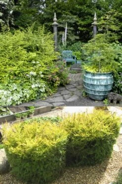 Baggesens Gold Box Leaf Honeysuckle - Quart Pot -Stylish Garden Plant Store Boxleaf Honeysuckle Baggesons Gold 11