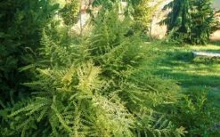 Baggesens Gold Box Leaf Honeysuckle - Quart Pot -Stylish Garden Plant Store Boxleaf Honeysuckle Baggesons Gold 6