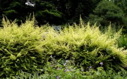 Baggesens Gold Box Leaf Honeysuckle - Quart Pot -Stylish Garden Plant Store Boxleaf Honeysuckle Baggesons Gold 7