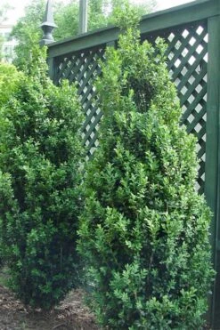 Dee Runk Columnar Boxwood - 3 Gallon Pot -Stylish Garden Plant Store Boxwood Dee Runk 2 500x750 1