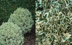 Dwarf Variegated Boxwood - 5 Gallon Pot 11 Dwarf Variegated Boxwood - 5 Gallon Pot -Stylish Garden Plant Store Boxwood Dwarf Variegated 50 2
