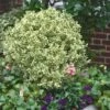 Dwarf Variegated Boxwood - 6 Pack Of 1 Gallon Pots -Stylish Garden Plant Store Boxwood Dwarf Variegated 500x750 1