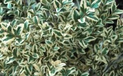 Dwarf Variegated Boxwood - 5 Gallon Pot 13 Dwarf Variegated Boxwood - 5 Gallon Pot -Stylish Garden Plant Store Boxwood Dwarf Variegated 51 2
