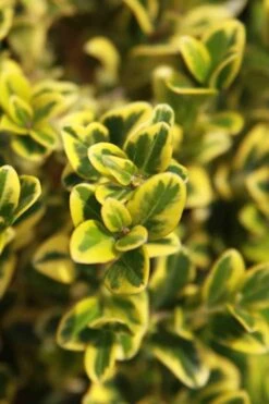 Golden Triumph Variegated Dwarf Boxwood - 3 Gallon Pot -Stylish Garden Plant Store Boxwood Golden Triumph 3