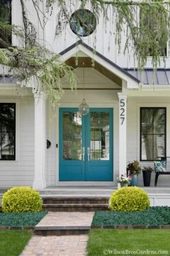 Golden Triumph Variegated Dwarf Boxwood - 3 Gallon Pot -Stylish Garden Plant Store Boxwood Golden Triumph 7