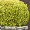 Golden Triumph Variegated Dwarf Boxwood - 3 Gallon Pot 1 Golden Triumph Variegated Dwarf Boxwood - 3 Gallon Pot -Stylish Garden Plant Store Boxwood Golden Triumph 9