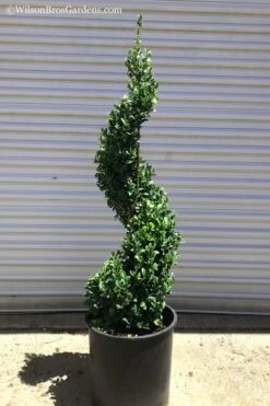 Common Boxwood Spiral Topiary - 5 Gallon Pot 9 Common Boxwood Spiral Topiary - 5 Gallon Pot -Stylish Garden Plant Store Boxwood Green Mountain Spiral 1