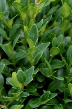 Green Velvet Boxwood - 6 Pack Of 1 Gallon Pots -Stylish Garden Plant Store Boxwood Green Velvet 1