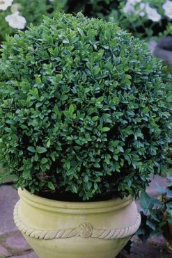 Green Velvet Boxwood - 6 Pack Of 1 Gallon Pots -Stylish Garden Plant Store Boxwood Green Velvet 3