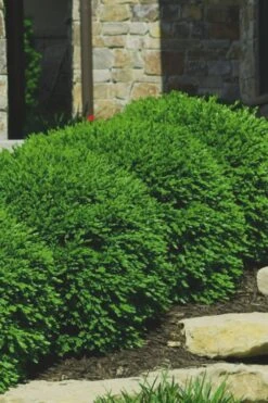 Green Velvet Boxwood - 6 Pack Of 1 Gallon Pots -Stylish Garden Plant Store Boxwood Green Velvet 7
