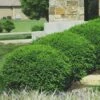 Green Velvet Boxwood - 6 Pack Of 1 Gallon Pots -Stylish Garden Plant Store Boxwood Green Velvet 8