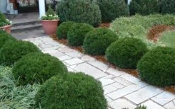 Justin Brouwers Dwarf Boxwood - 6 Pack Of 1 Gallon Pots 10 Justin Brouwers Dwarf Boxwood - 6 Pack Of 1 Gallon Pots -Stylish Garden Plant Store Boxwood Justin Brouwers In Landscape