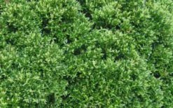 Justin Brouwers Dwarf Boxwood - 6 Pack Of 1 Gallon Pots 11 Justin Brouwers Dwarf Boxwood - 6 Pack Of 1 Gallon Pots -Stylish Garden Plant Store Boxwood Justin Brouwers Leaves