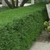Wintergreen Boxwood - 3 Gallon Pot -Stylish Garden Plant Store Boxwood Wintergreen 10 1