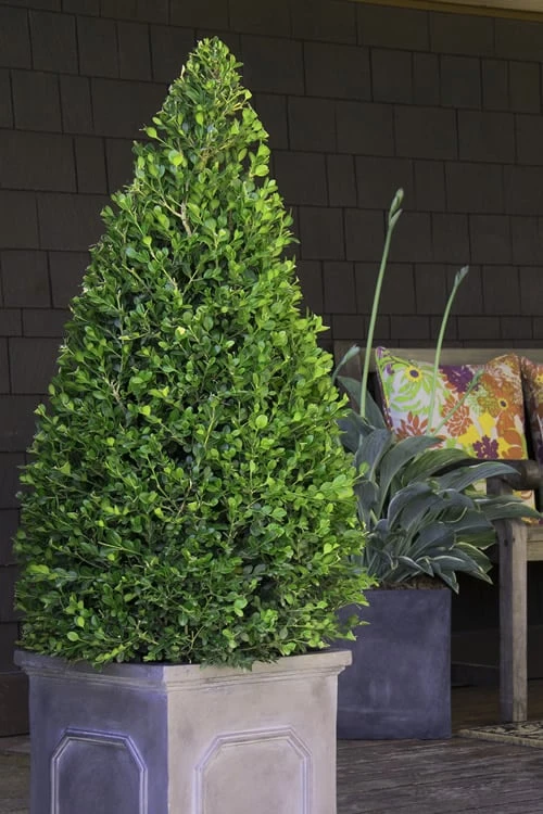 Wintergreen Boxwood - 3 Gallon Pot 6 Wintergreen Boxwood - 3 Gallon Pot - Image 4