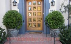 Wintergreen Boxwood - 3 Gallon Pot 12 Wintergreen Boxwood - 3 Gallon Pot -Stylish Garden Plant Store Boxwood Wintergreen 12