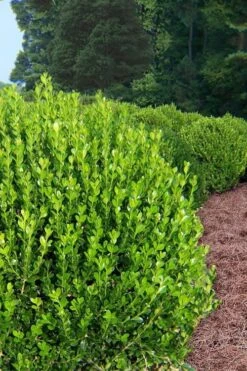 Wintergreen Boxwood - 3 Gallon Pot 13 Wintergreen Boxwood - 3 Gallon Pot -Stylish Garden Plant Store Boxwood Wintergreen 500x750 1
