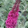 Cranrazz Butterfly Bush - 1 Gallon Pot -Stylish Garden Plant Store Butterfly Bush Cranrazz 500x750 1
