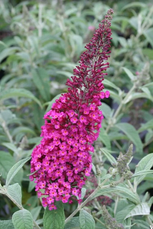 Cranrazz Butterfly Bush - 1 Gallon Pot 3 Cranrazz Butterfly Bush - 1 Gallon Pot