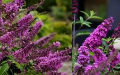 Buddleia Flutterby Petite Tutti Fruitti Dwarf Butterfly Bush - 1 Gallon Pot -Stylish Garden Plant Store Butterfly Bush Tutti Fruitti