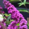 Buddleia Flutterby Petite Tutti Fruitti Dwarf Butterfly Bush - 1 Gallon Pot -Stylish Garden Plant Store Butterfly Bush Tutti Frutti 500x750 1