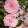 October Magic Pink Perplexion Camellia - 3 Gallon Pot -Stylish Garden Plant Store Caellia Pink Perplexion 500x750 1