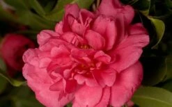 Alabama Beauty Camellia Sasanqua - 2.5 Quart Pot -Stylish Garden Plant Store Camellia Alabama Beauty 50