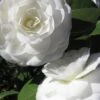 Alba Plena Camellia Japonica - 3 Gallon Pot -Stylish Garden Plant Store Camellia Alba Plena 500x750 1