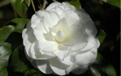 Alba Plena Camellia Japonica - 3 Gallon Pot -Stylish Garden Plant Store Camellia Alba Plena Flower Closeup 2