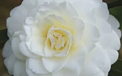 Alba Plena Camellia Japonica - 3 Gallon Pot -Stylish Garden Plant Store Camellia Alba Plena Flower Closeup
