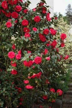 April Tryst Camellia Japonica - 7 Gallon Pot (3-4') -Stylish Garden Plant Store Camellia April Tryst 2