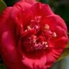 April Tryst Camellia Japonica - 7 Gallon Pot (3-4') -Stylish Garden Plant Store Camellia April Tryst 3