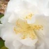 Bessie Battle Camellia Japonica - 3 Gallon Pot 2 Bessie Battle Camellia Japonica - 3 Gallon Pot -Stylish Garden Plant Store Camellia Bessie Battle 1 500x750 1