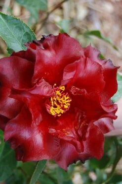 Black Magic Camellia Japonica - 3 Gallon Pot -Stylish Garden Plant Store Camellia Black Magic 2