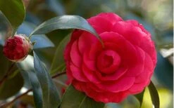 C. M. Hovey Camellia Japonica - 3 Gallon Pot 9 C. M. Hovey Camellia Japonica - 3 Gallon Pot -Stylish Garden Plant Store Camellia C M Hovey 1